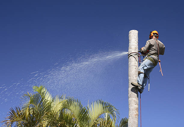 Best Leaf Removal  in Waianae, HI