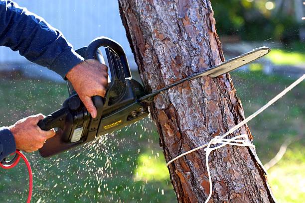 Best Tree Maintenance Programs  in Waianae, HI