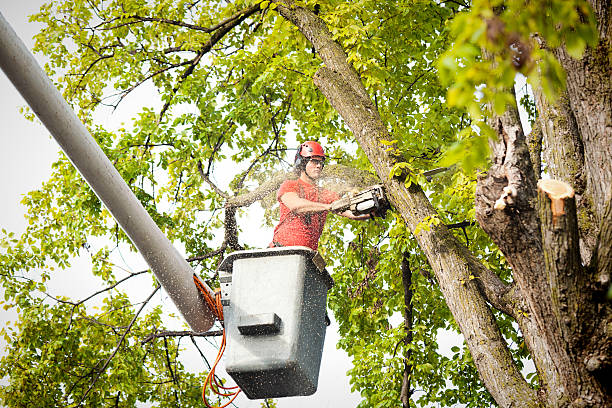 Reliable Waianae, HI Tree Care Solutions