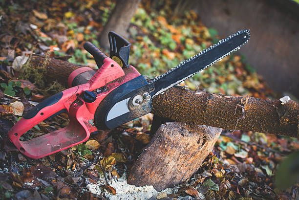How Our Tree Care Process Works  in  Waianae, HI